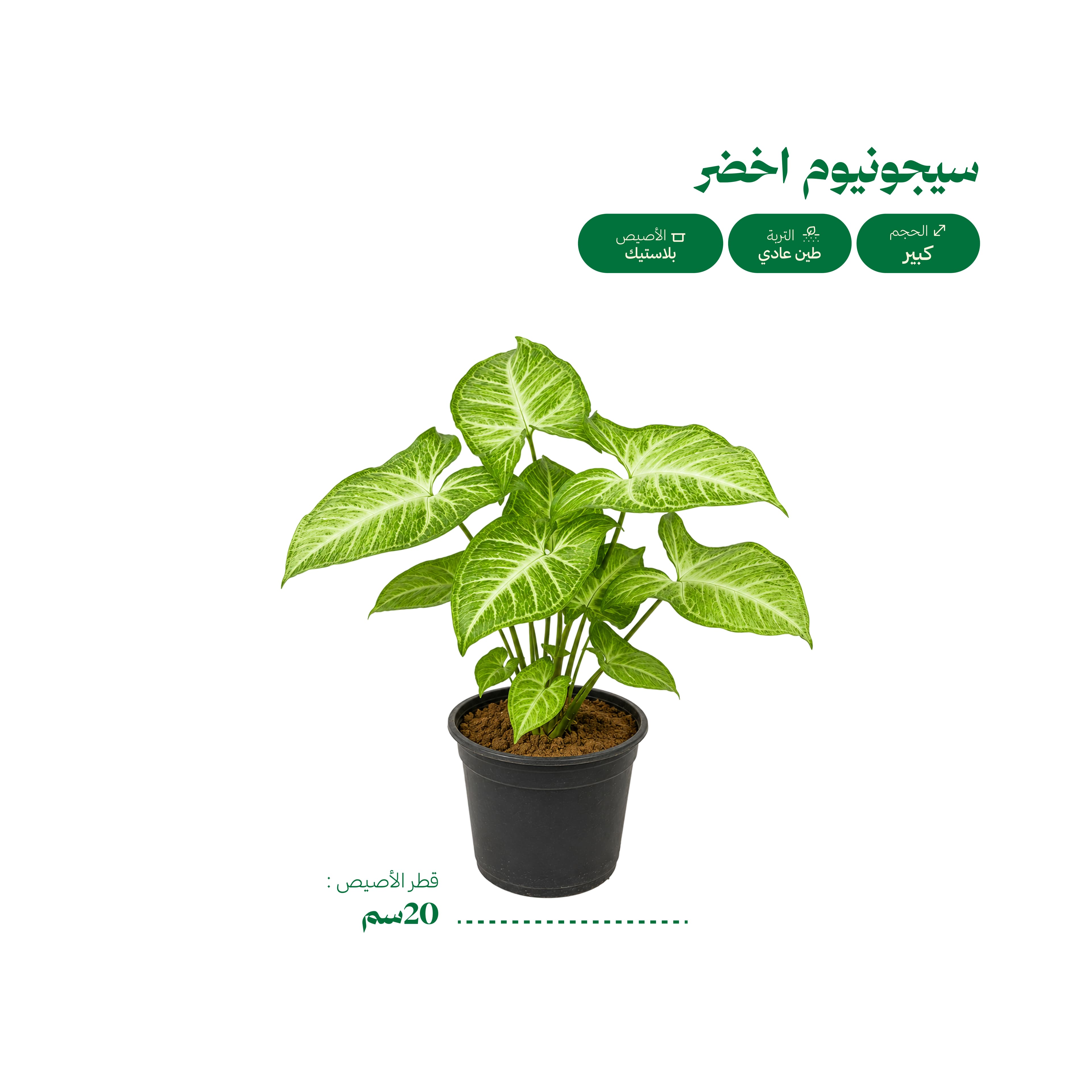 سيجونيوم أخضر