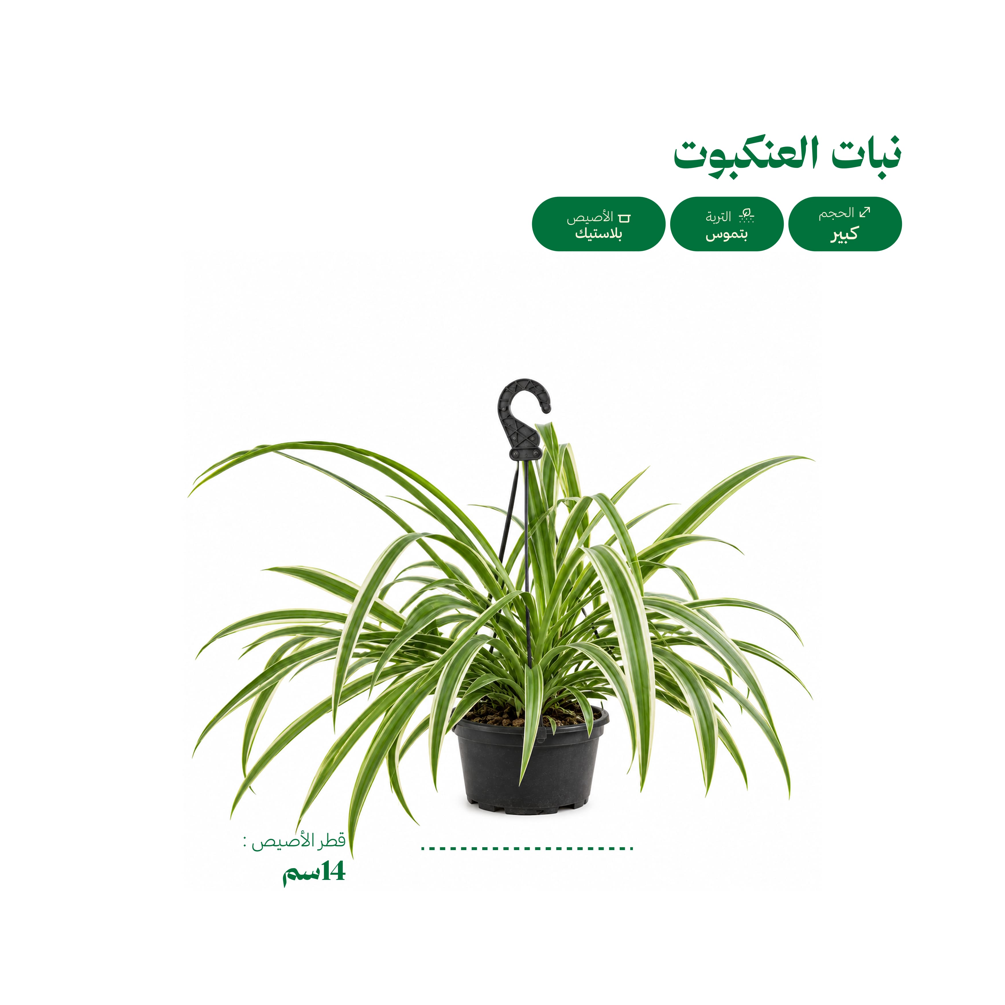 نبات العنكبوت