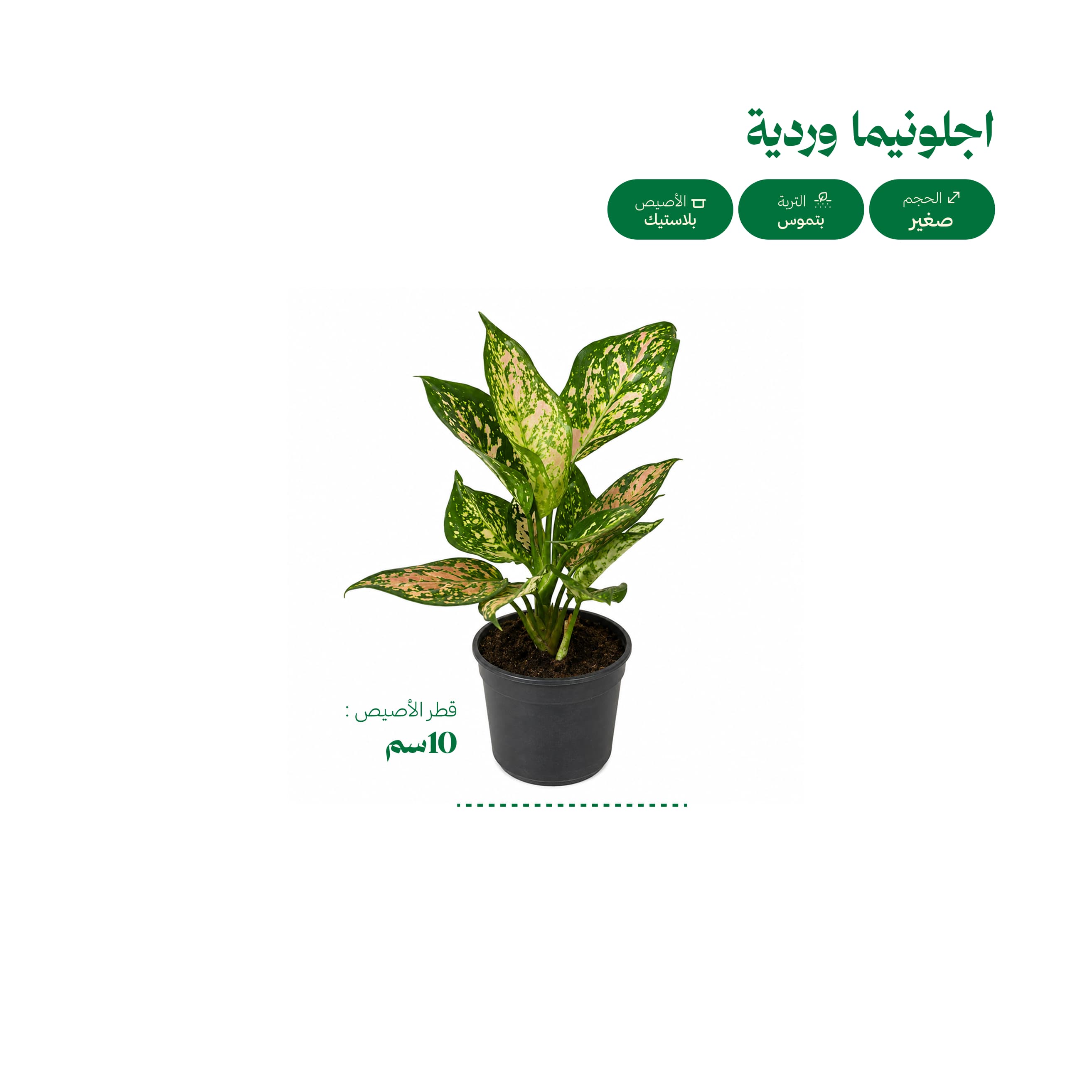 أجلونيما وردية