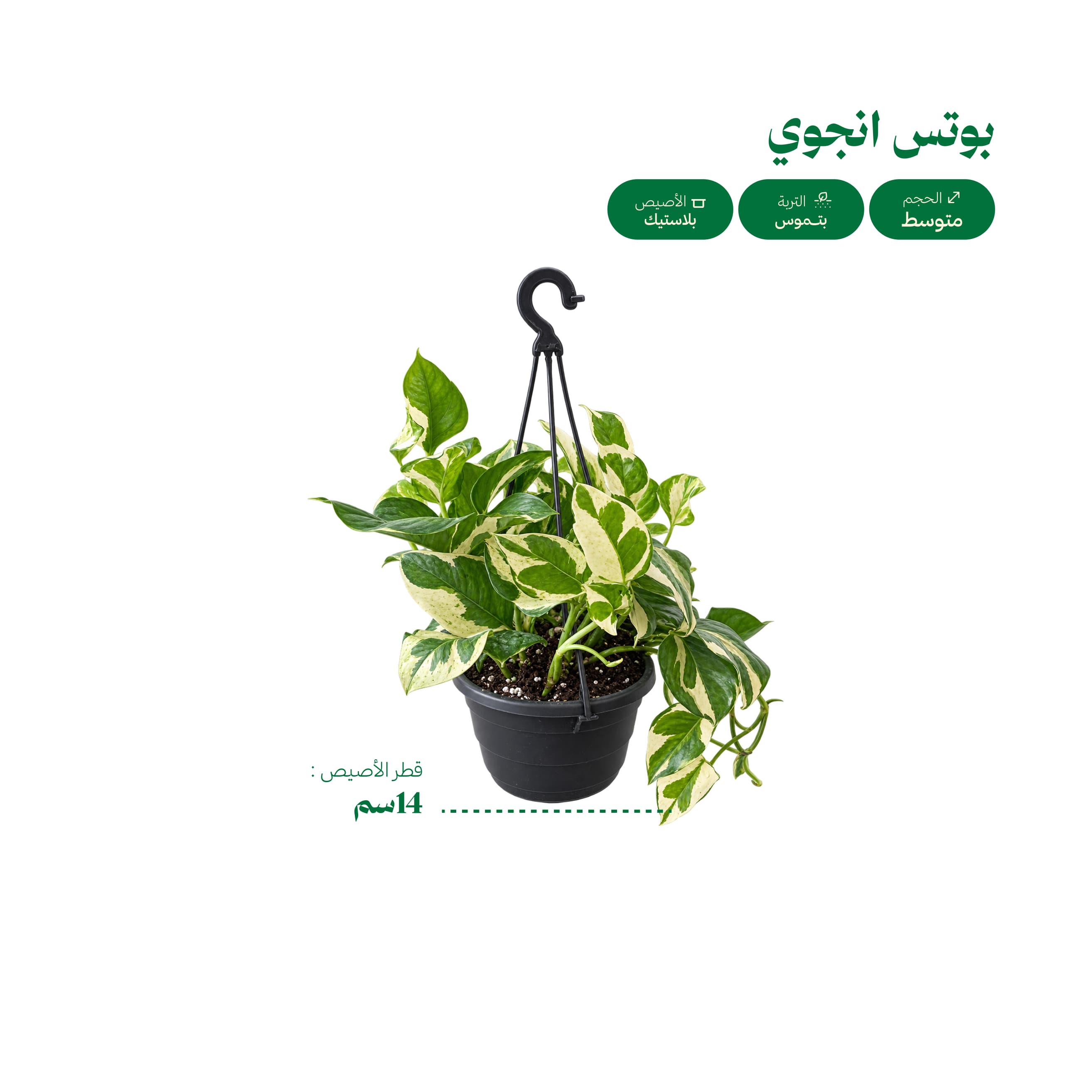 بوتس انجوي N’Joy