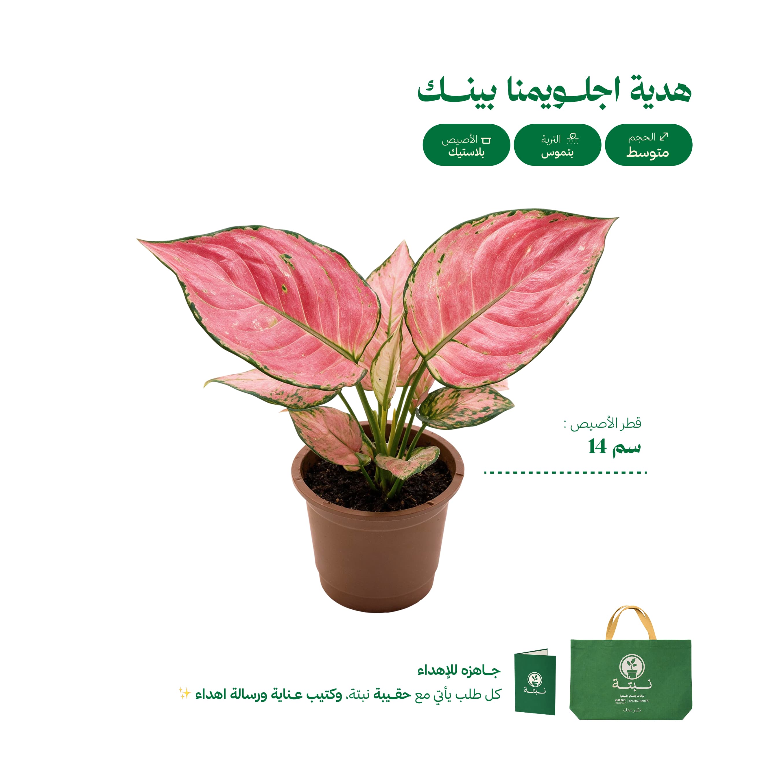 أجلونِيما بينك
